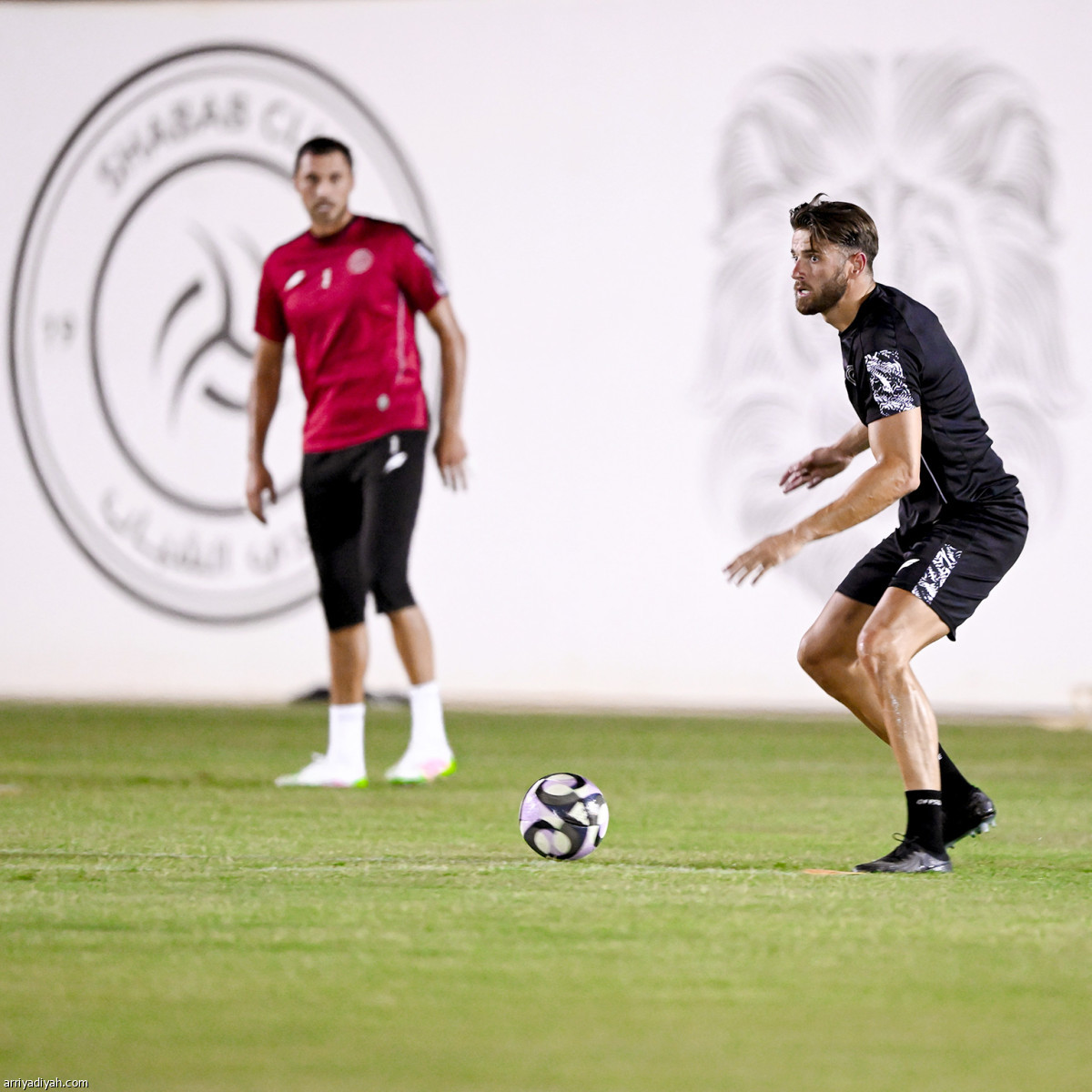 الليوث تتأهب