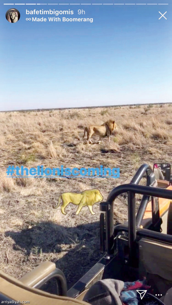 جوميز
في محمية الأسود