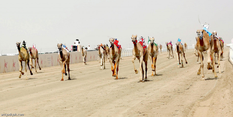 مون.. 
كوري ينافس بـ 3 مطايا