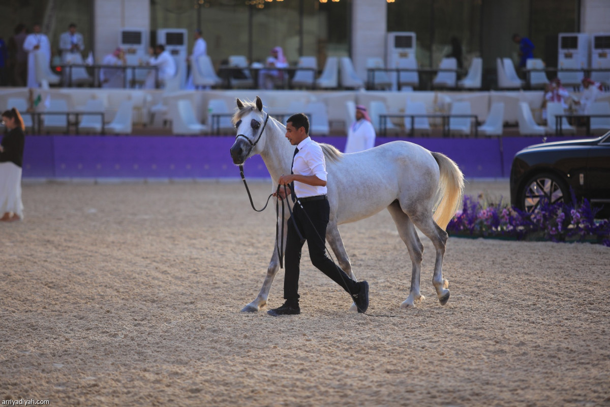 ختام مهرجان الخيل