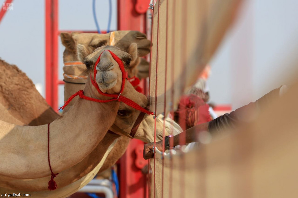 الراية 
يقترب من اللقب.. ودلما تسجل أفضل توقيت